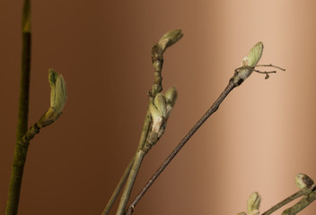 Buds On Branches