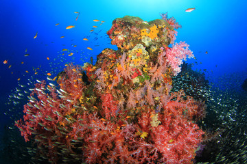 Coral Reef Underwater