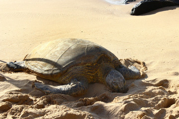 浜で休むウミガメ