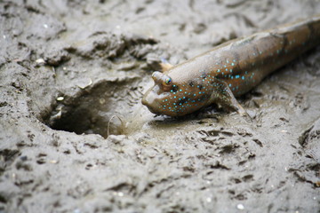 Mudskipper