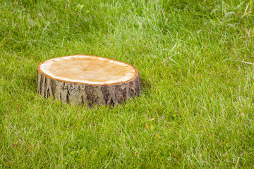 stump tree on green grass