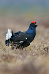 Black grouse shouting