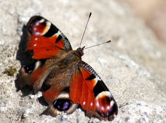 Tagpfauenauge