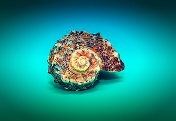 Seashell spun in a spiral on a blue background