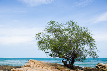 Fototapeta na wymiar Tree and blue sea
