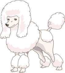 Dog Poodle (Real)