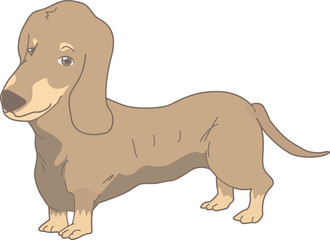 Dog Dachshund (Real)