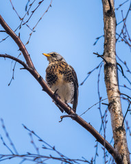 Fieldfare sitting on a branch