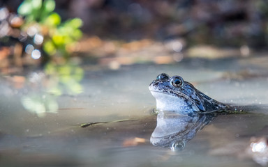 The frog prince