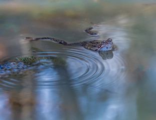 Frog in still water