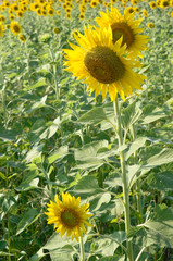 yellow  sunflower  in  garden