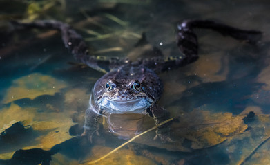 Frog legs.