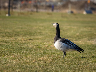 Goose standing