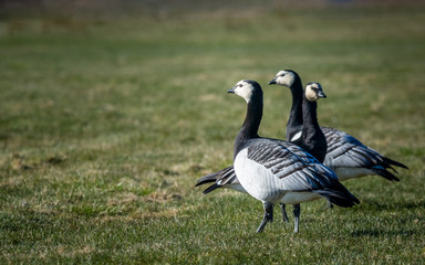 Geese trio