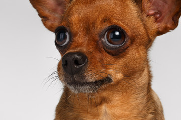 Closeup Sadly Brown Toy Terrier on White Background