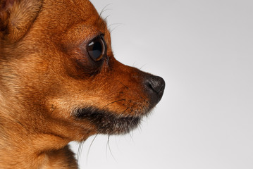 Closeup profile Brown Toy Terrier on White Background