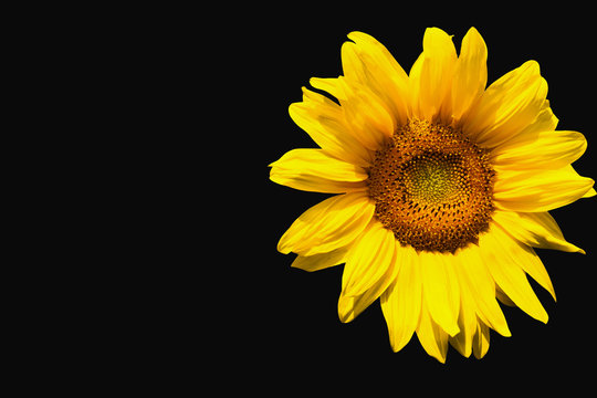 Sunflower on black background