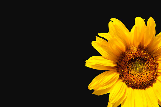 Fototapeta Sunflower on black background