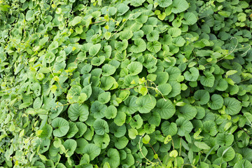 green leaf background