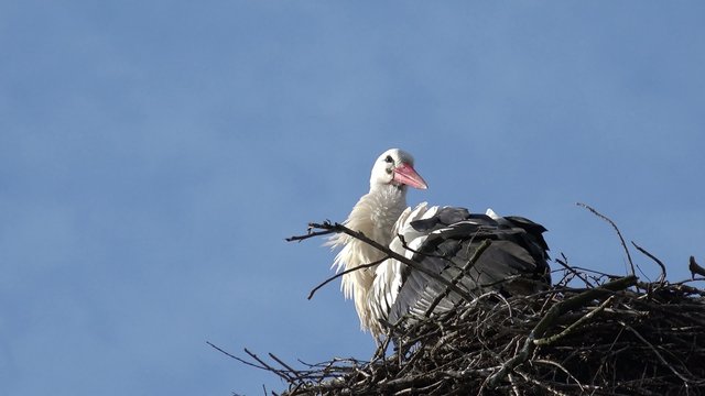 Storch bei der Gefiederpflege