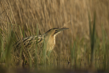 Bittern - Botaurus stellaris