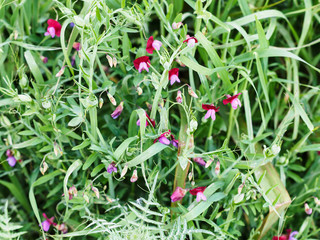 Sweet pea flowers in wild meadow after rain