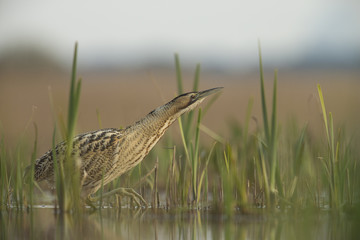 Bittern - Botaurus stellaris