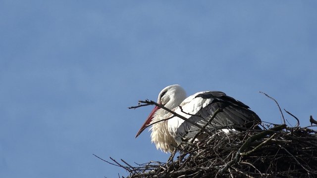 Storch im Nistplatz