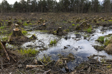 Cut down alder trees