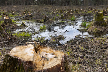 Cut down alder trees