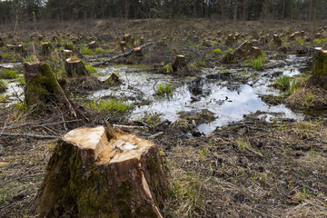 Cut down alder trees