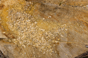 Texture of tree stump