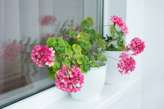 Pelargonium hortorum Flowers in a pot on the windowsill