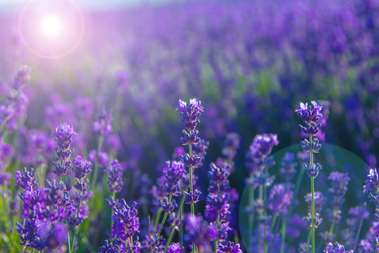 blurred summer background of wild grass and lavender flowers