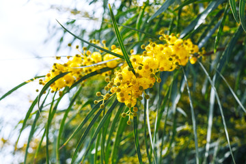 yellow flowers of mimosa (acacia) tree close up