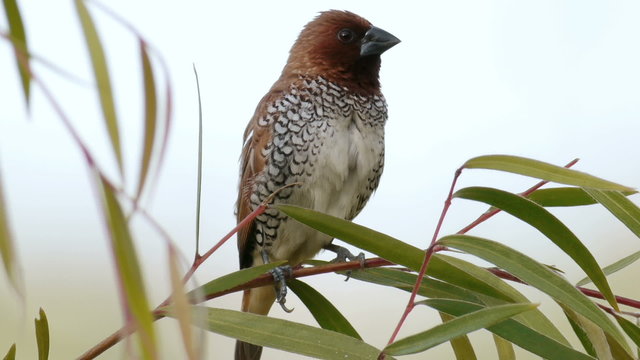 Munia Bird Male Close Up on Tree Branch