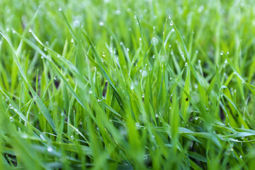 close-up shoots of winter crops covered with dew in the field