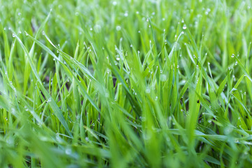 close-up shoots of winter crops covered with dew in the field