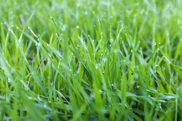 close-up shoots of winter crops covered with dew in the field
