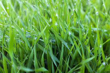 close-up shoots of winter crops covered with dew in the field