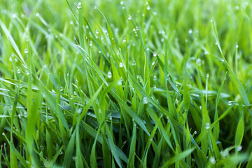 close-up shoots of winter crops covered with dew in the field