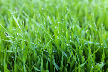close-up shoots of winter crops covered with dew in the field