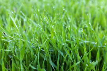close-up shoots of winter crops covered with dew in the field