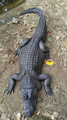 Crocodile at the zoo