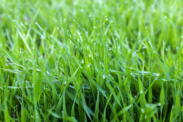 close-up shoots of winter crops covered with dew in the field