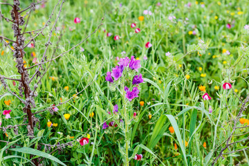 wildflower at mountain meadow in spring, Sicily