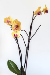 Storczyk, orchidea, na białym tle - obrazy, fototapety, plakaty