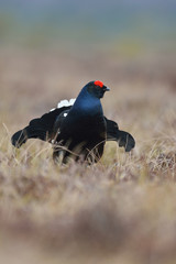 Black grouse early in the morning