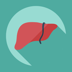Flat modern design with shadow icons liver
