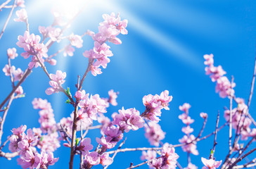 Pfirsichblüten im Sonnenschein